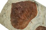 Fossil Leaf (Zizyphoides) Plate - Montana #223789-1